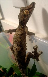 Picture of a Uroplatus fimbriatus (a gecko).
Imported from en:. Original description:

J.W. Connelly Self Taken Photo
