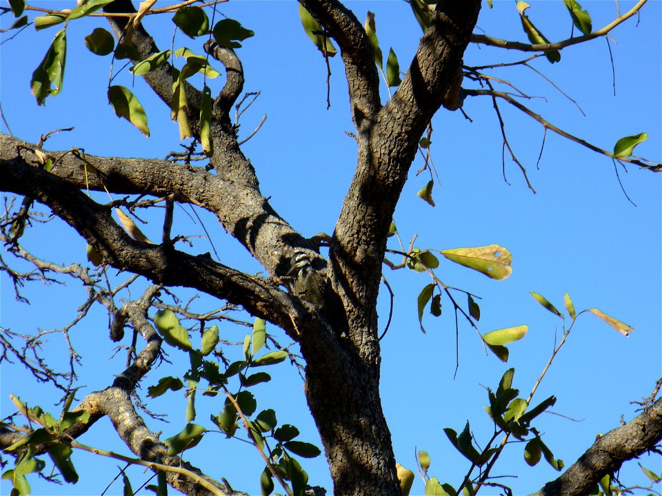 A female Bearded Woodpecker in an Apple-leaf tree in Tshelanyemba, southwestern Zimbabwe