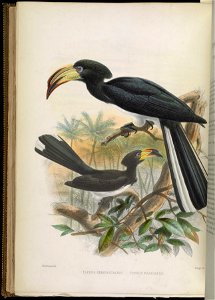 A monograph of the Bucerotidæ, or family of the hornbills.