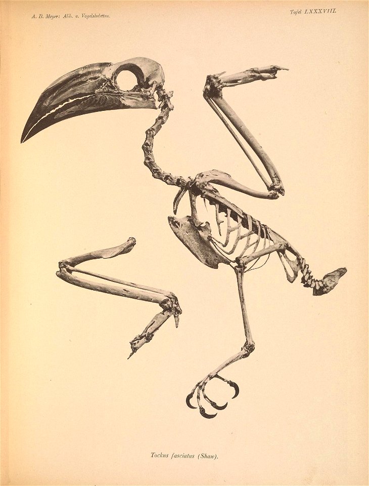 A, B. Meyer: Abb. v. Vogelskeletten. 
Tafel LXXXVIIL 

Tockus fasciatus (Shaw),