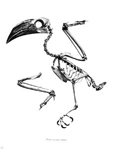 Tockus fasciatus