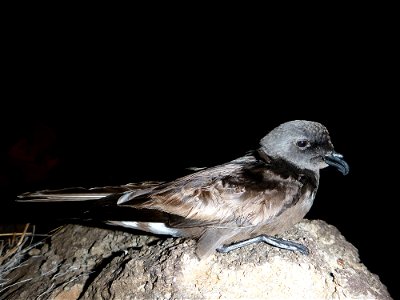 Facing threats from habitat loss and degradation, the U.S. Fish and Wildlife Service has proposed to add 49 species from Hawaii to the Endangered Species Act. . Photo by Andre Raine KESRP