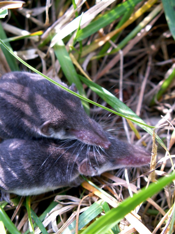 Two young Bicolored Shrews (Crocidura leucodon) on gras