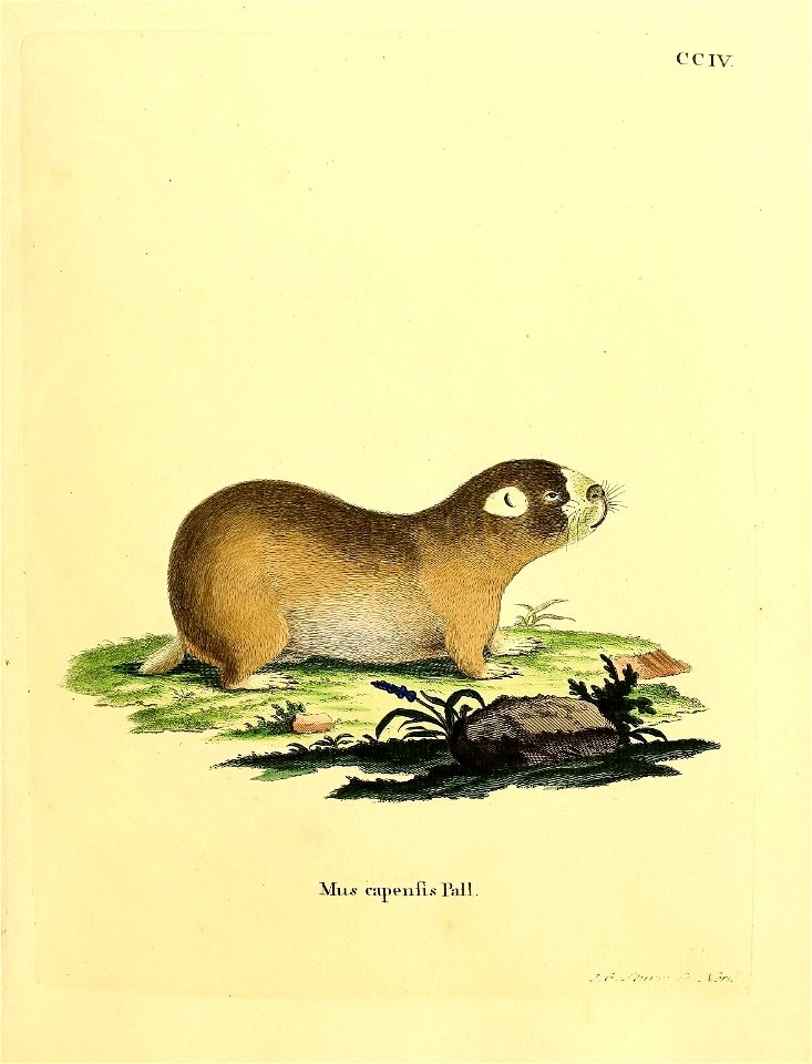 c C IV 

Mus capenfis Pall. = Mus capensis Pallas, 1778 = Georychus capensis (Pallas, 1778)