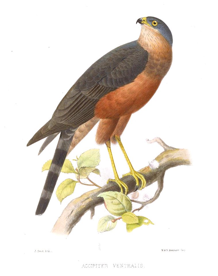 Accipiter ventralis