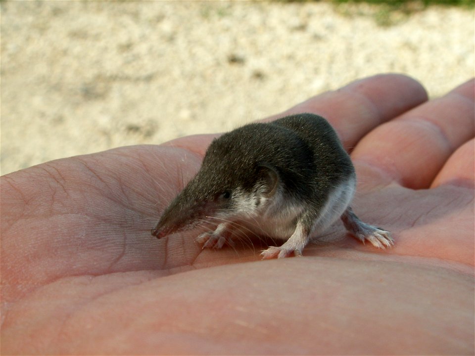 A Bicolored Shrew (Crocidura leucodon) on a human hand