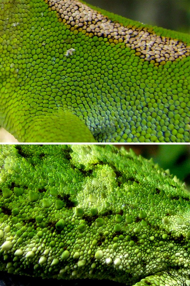 New Zealand gecko scale morphologies compared. Naultinus grayii (top) and N. rudis below.