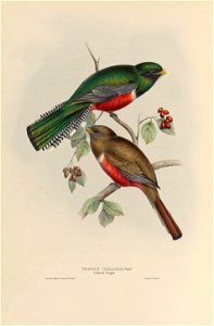 Trogon collaris - A monograph of the Trogonidae, or family of trogons