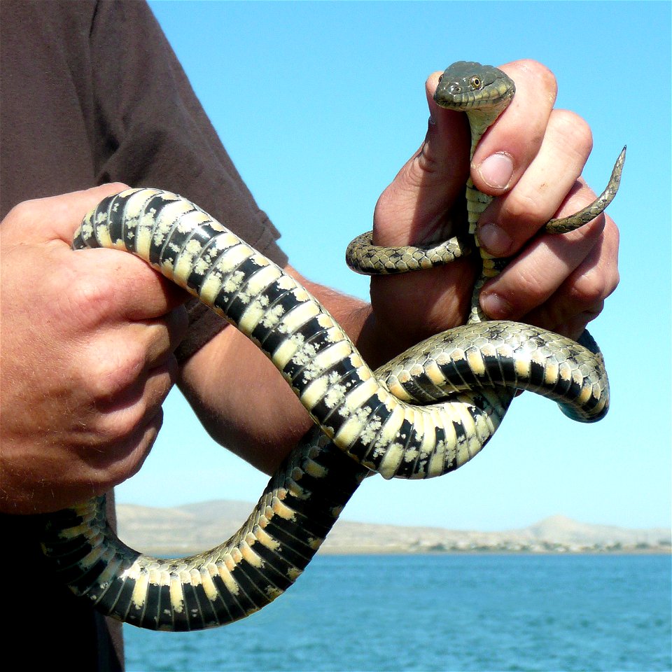 Large-headed Water Snake Azerbaijan