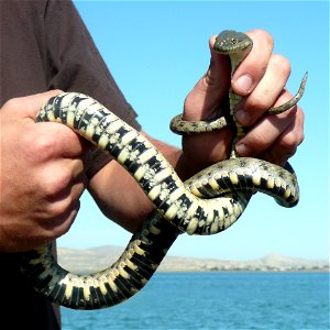 Large-headed Water Snake Azerbaijan