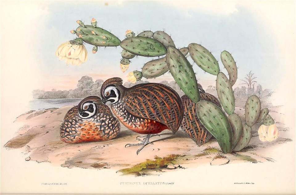 Cyrtonyx ocellatus - A monograph of the Odontophorinæ, or, Partridges of America