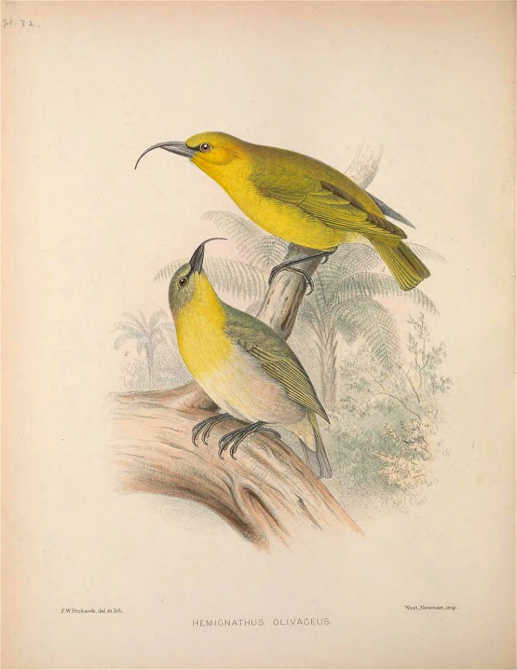 F. WFrohawk, del etlith. 
HEMIGNATHUS OLIVACEUS. 

"We st , Newman , imp .