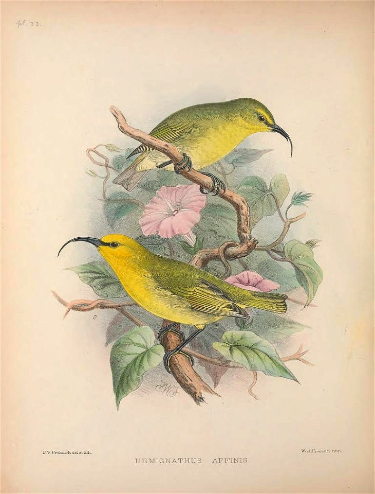 Hemignathus lucidus from The Birds of the Sandwich Islands