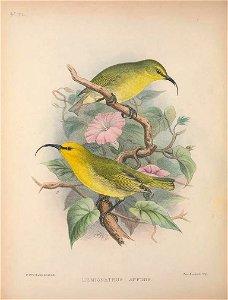 Hemignathus lucidus from The Birds of the Sandwich Islands