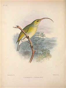 Hemignathus lucidus from The Birds of the Sandwich Islands