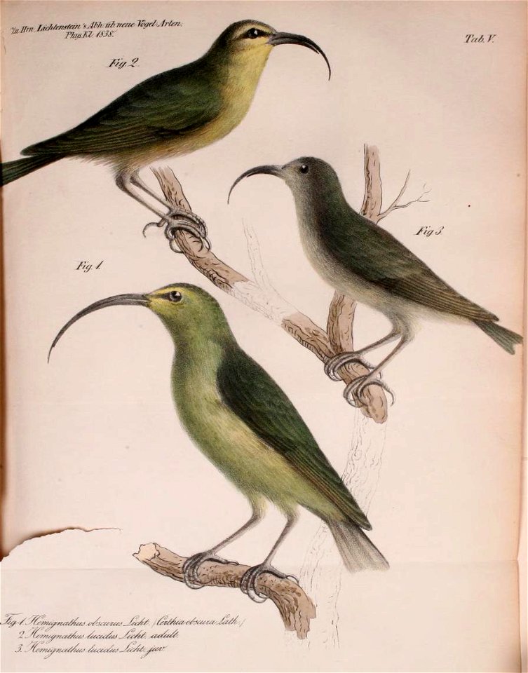 1. Lesser Akialoa (Hemignathus obscurus = Akialoa obscura)
Nukupuu (Hemignathus lucidus):
2. Adult

3. Juvenile