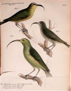 1. Lesser Akialoa (Hemignathus obscurus = Akialoa obscura)
Nukupuu (Hemignathus lucidus):
2. Adult

3. Juvenile