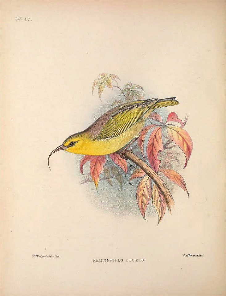 Hemignathus lucidus from The Birds of the Sandwich Islands