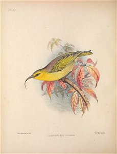 Hemignathus lucidus from The Birds of the Sandwich Islands
