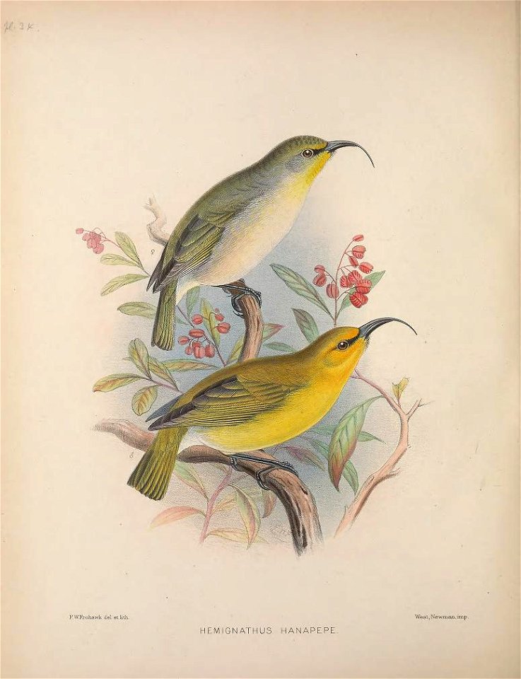 Hemignathus lucidus from The Birds of the Sandwich Islands