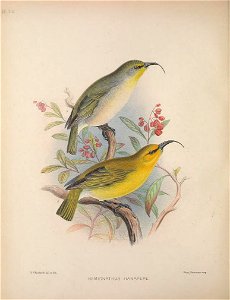 Hemignathus lucidus from The Birds of the Sandwich Islands