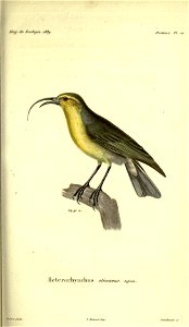 Hemignathus lucidus syn. Heterorhynchus olivaceusMagasin de zoologie.