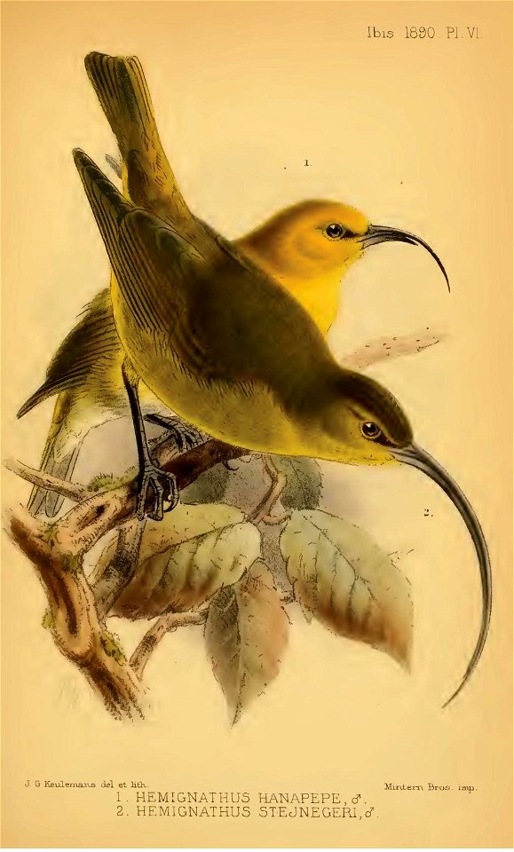 Hemignathus hanapepe & H. Stejnegeri Chromolithograph by J. G. Keulemans.

From On some of the Birds of the Sandwich Islands by Scott Wilson. THE IBIS, VOL. III. 1890. SIXTH SERIES.