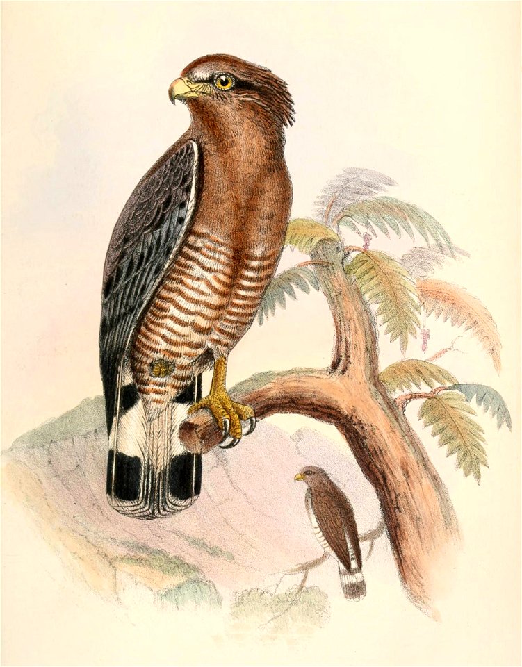 English:  « Circaetus zonurus » = Circaetus cinerascens (Western Banded Snake Eagle)Français :  « Circaetus zonurus » = Circaetus cinerascens (Circaète cen