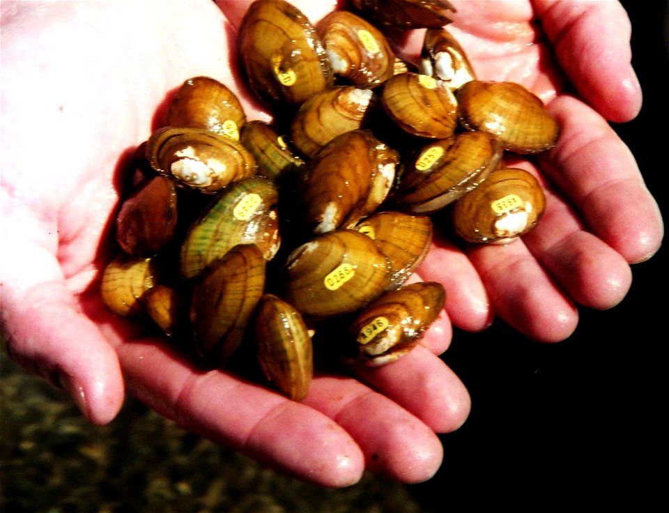 Image title: Thick shelled river mussels in hand unio crassus
Image from Public domain images website, http://www.public-domain-image.com/full-image/fauna-animals-public-domain-images-pictures/mussels