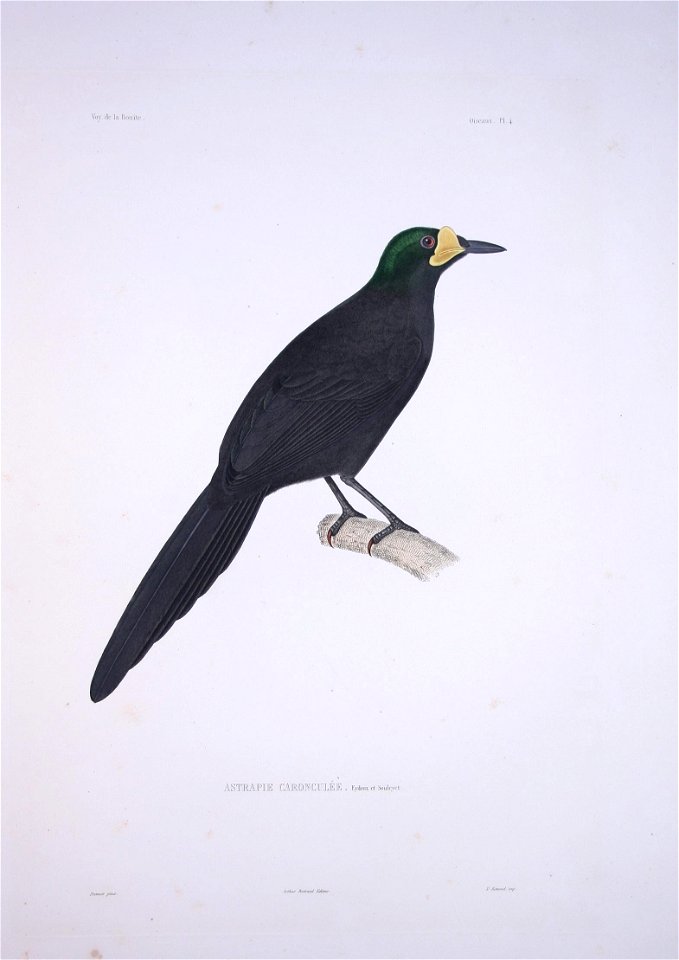 Paradigalla carunculata

 Astrapie caronculée