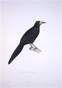 Paradigalla carunculata

 Astrapie caronculée