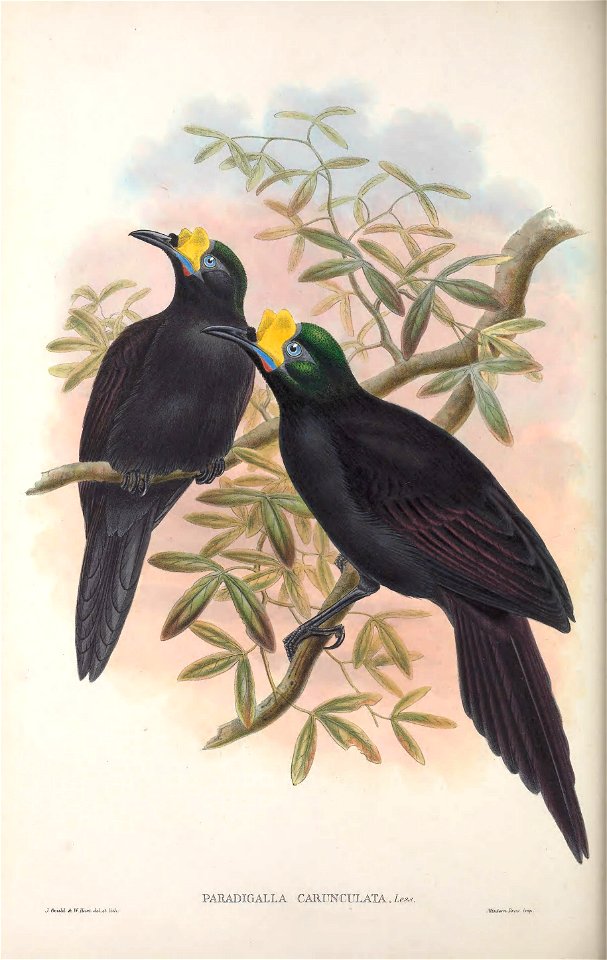 Paradigalla carunculata - Monograph of the Paradiseidae, or Birds of Paradise, and Ptilonorhynchidae, or Bower-birds. v.2 (1891-1898).