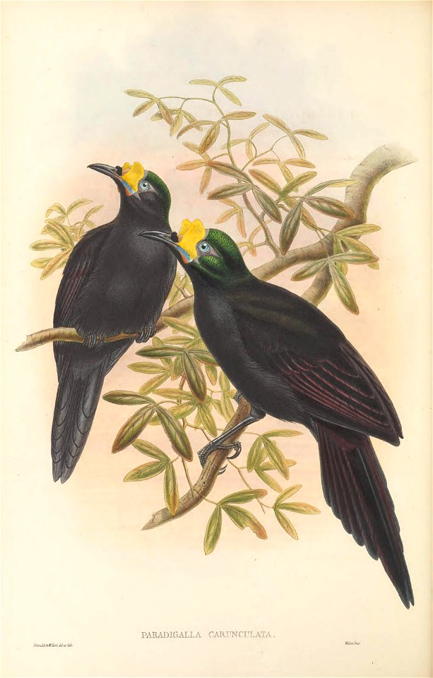 Paradigalla carunculata - The birds of New Guinea and the adjacent Papuan islands : including many new species recently discovered in Australia. v.1 (Plate XVI).