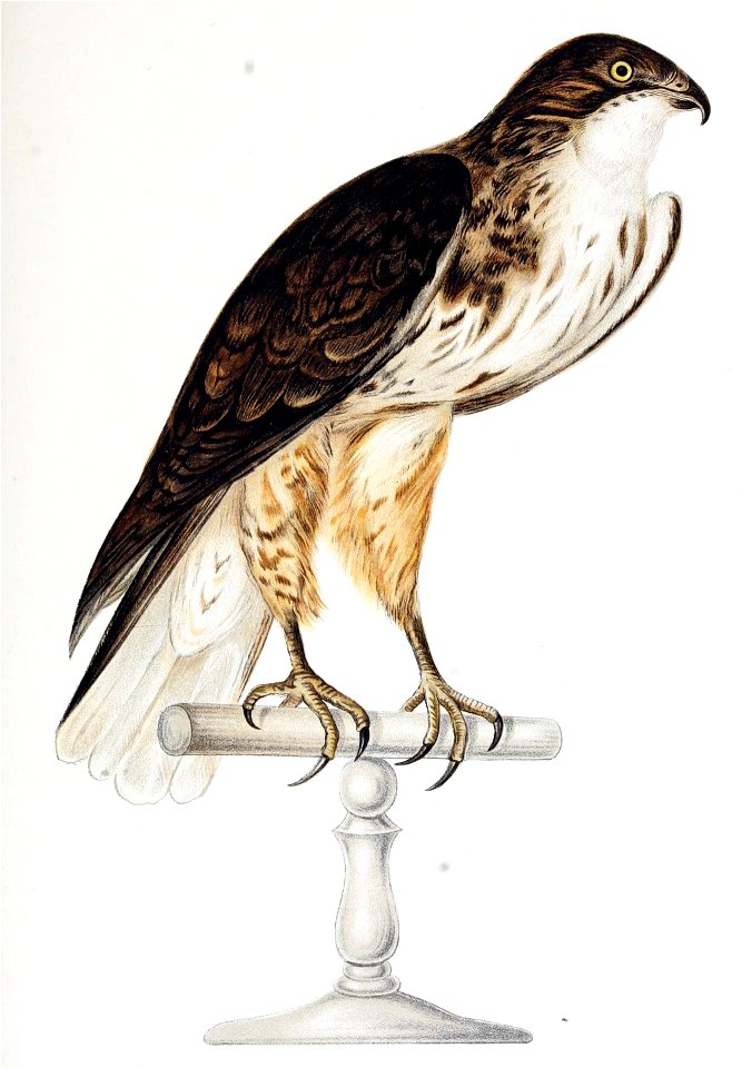 Buteo albigula Ph male