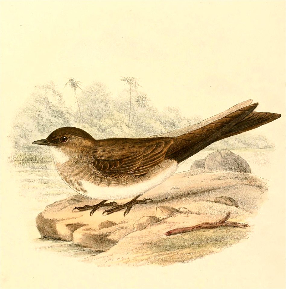 « Progne tapera » = Progne tapera (Brown-chested Martin)