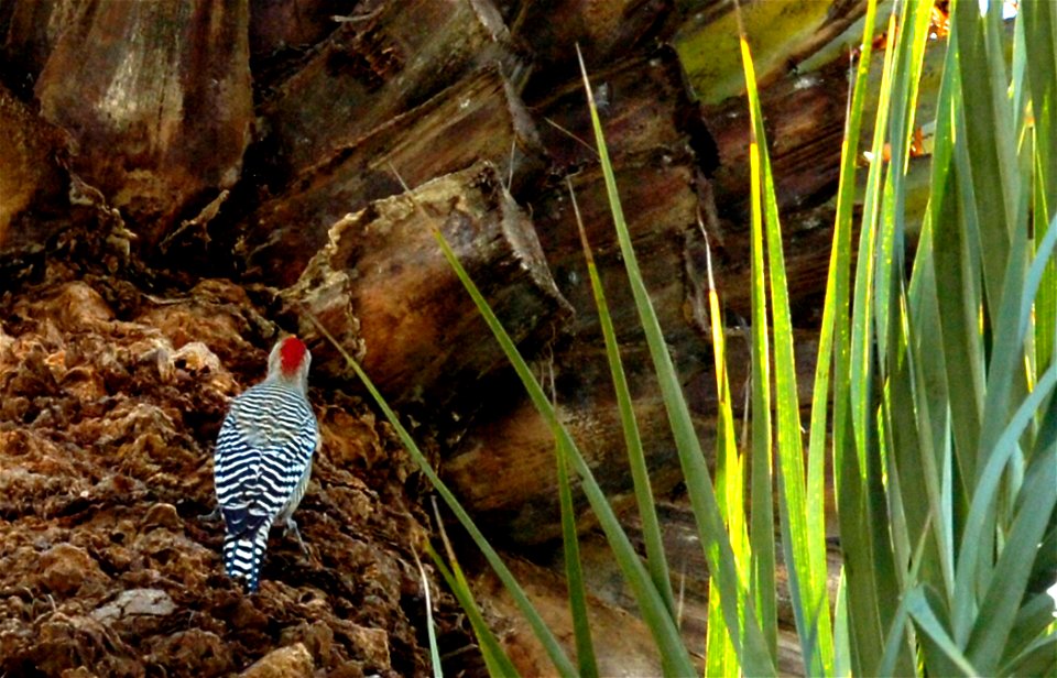 GUANTANAMO BAY, Cuba - A West Indian woodpecker rests near the top of a date palm, Dec. 9, at Guantanamo Bay, Cuba. West Indian woodpeckers are found in the forests, palm trees and mangroves of Cuba, 