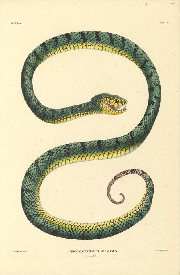 Trigonocephalus formosus is a species of snakes beloging to the family  	Viperidae