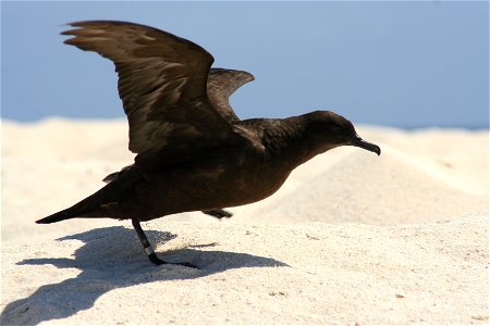 Christams Shearwater Puffinus nativitatis taken on Tern Island, French Frigate Shoals, Hawaii photo