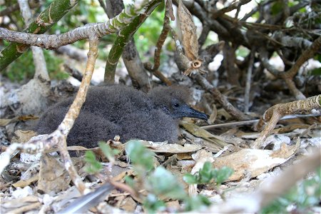 Christmas Shearwater Puffinus nativitatis chick photo