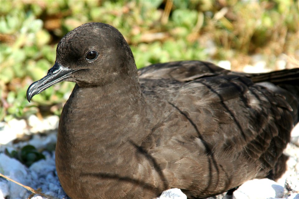 Christmas Shearwater Puffinus nativitatis on Tern Island, French Frigate Shoals