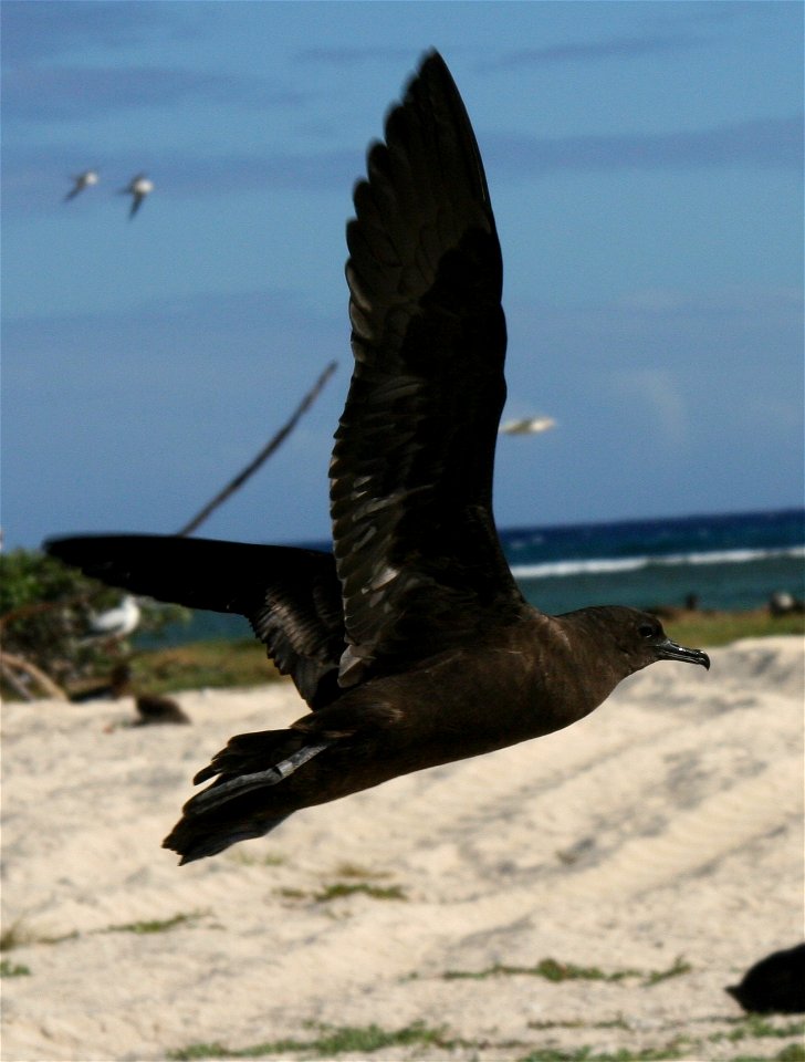 Christmas Shearwater Puffinus nativitatis in flight. French Frigate Shoals