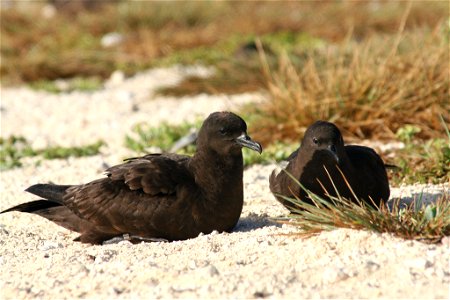 Christmas Shearwater Puffinus nativitatis pair roosting on Tern Island, French Frigate Shoals, Hawaii photo