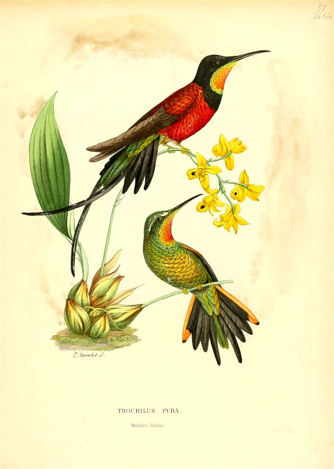Trochilus pyra = Topaza pyra[1]