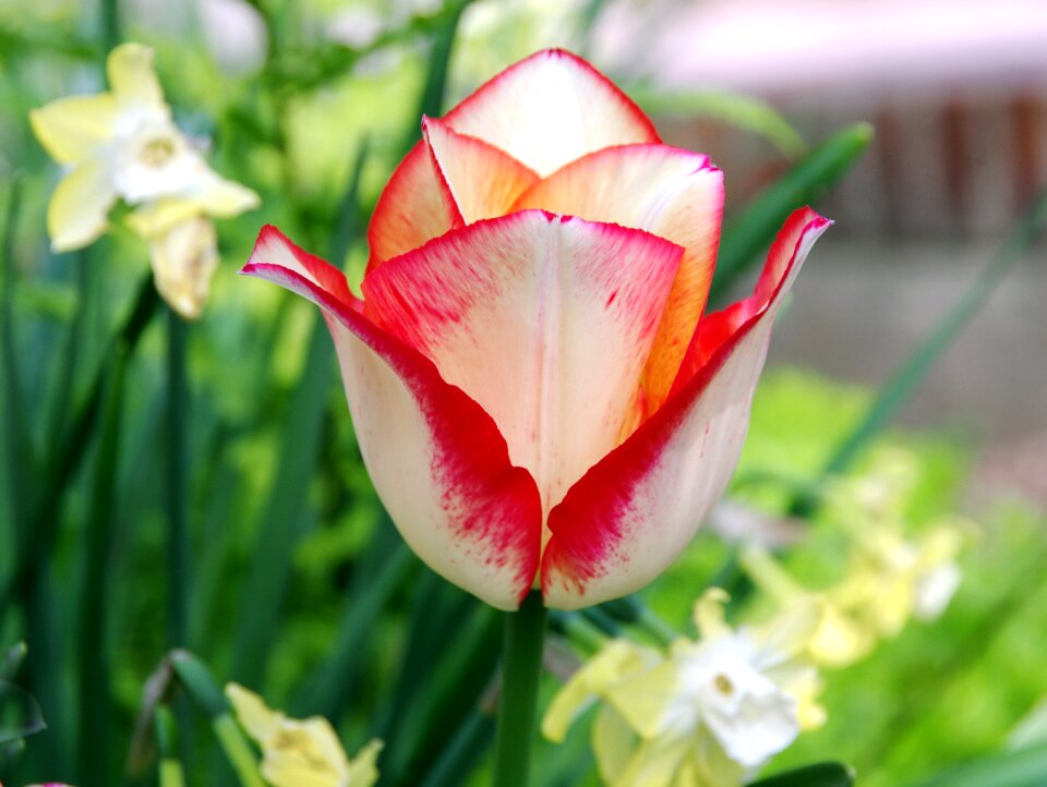 Lily nature garden