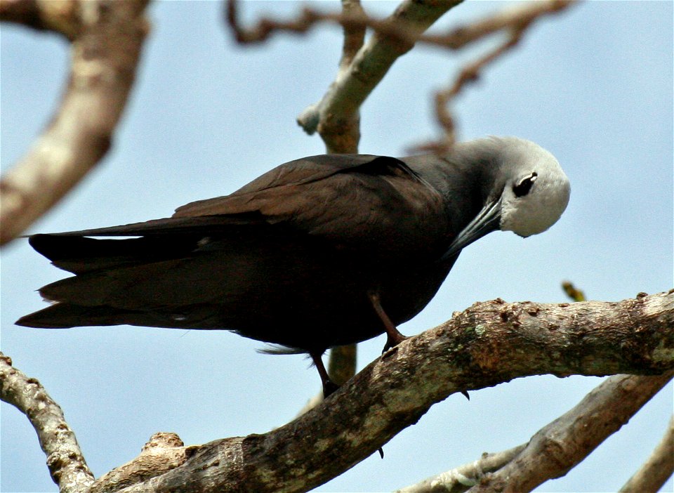 Anous tenuirostris ("Lesser noddy") in Cousin Island, Seychelles