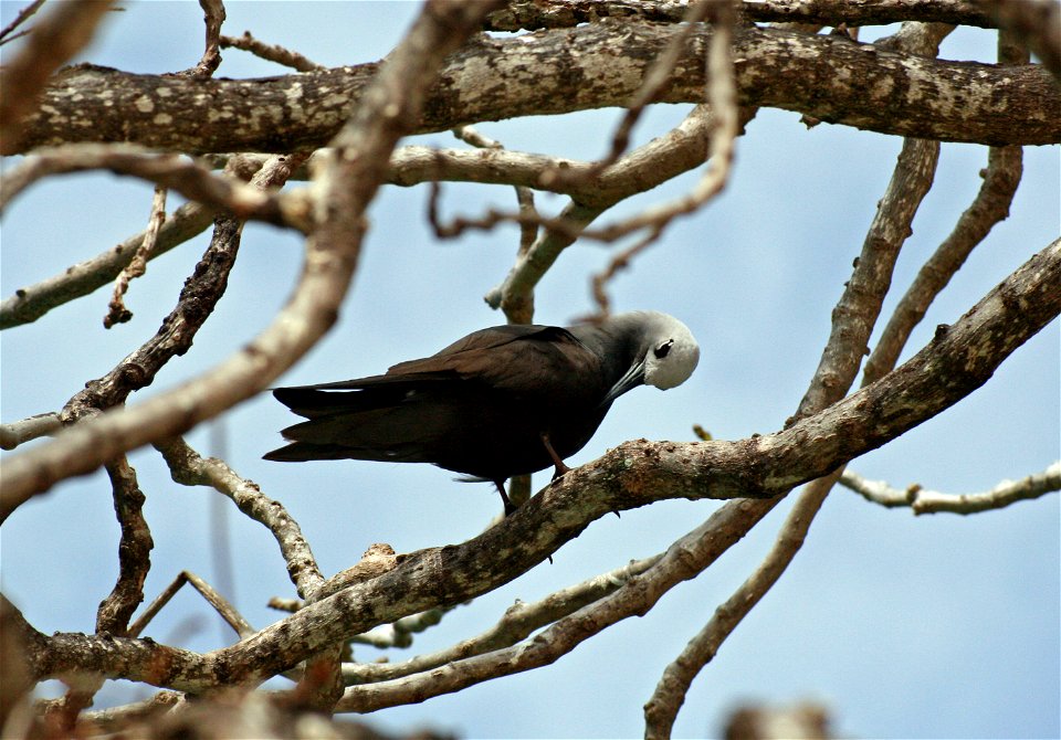 Anous tenuirostris ("Lesser noddy") in Cousin Island, Seychelles