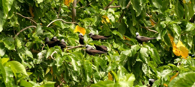Anous tenuirostris ("Lesser noddy") in Cousin Island, Seychelles