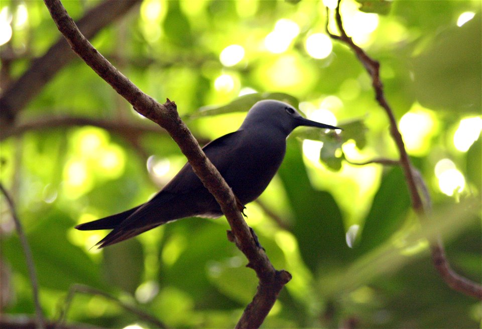 Anous tenuirostris ("Lesser noddy") in Cousin Island, Seychelles