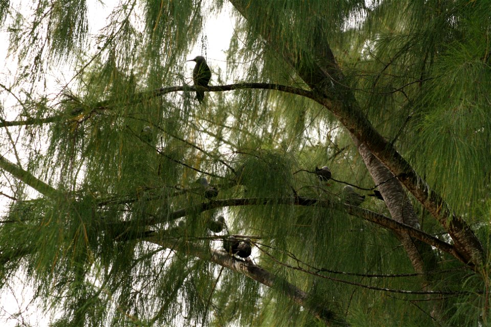 Anous tenuirostris ("Lesser noddy") in Cousin Island, Seychelles