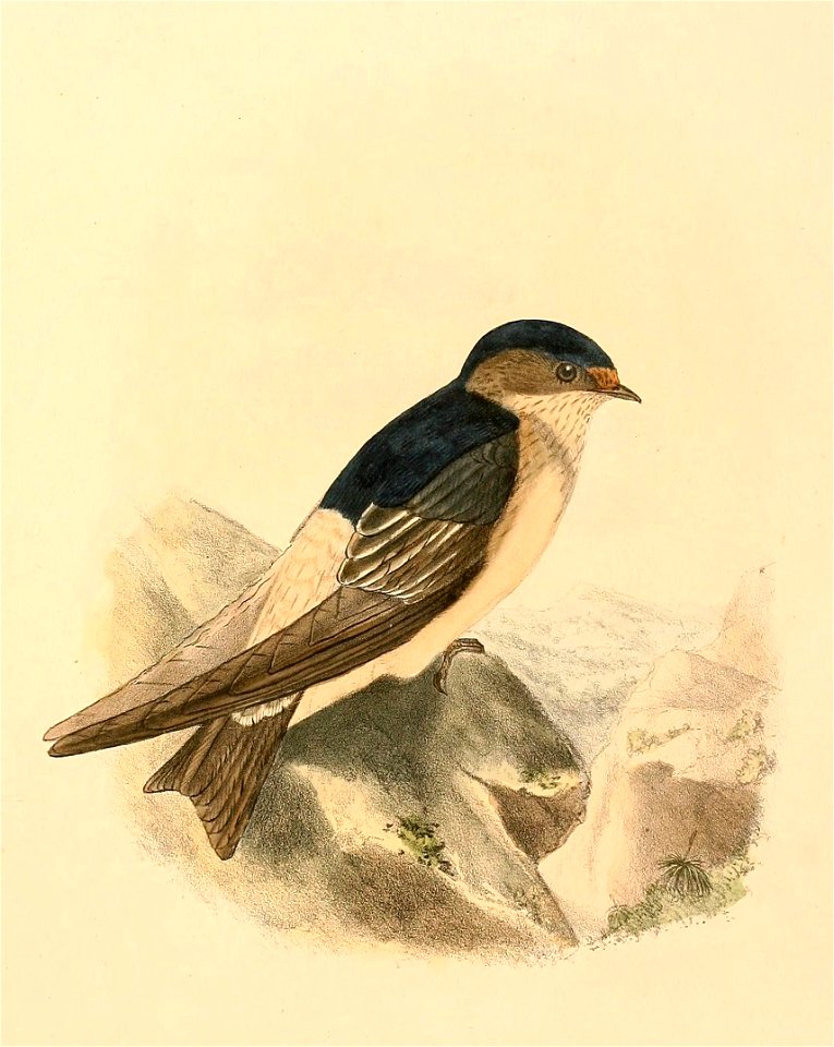 « Petrochelidon nigricans » = Petrochelidon nigricans (Tree Martin)